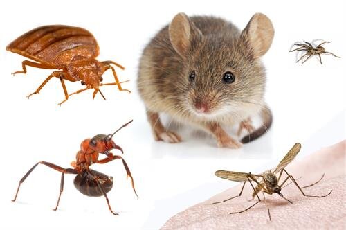 Servicii DDD – Dezinsectie, Deratizare, Dezinfectie la standarde inalte